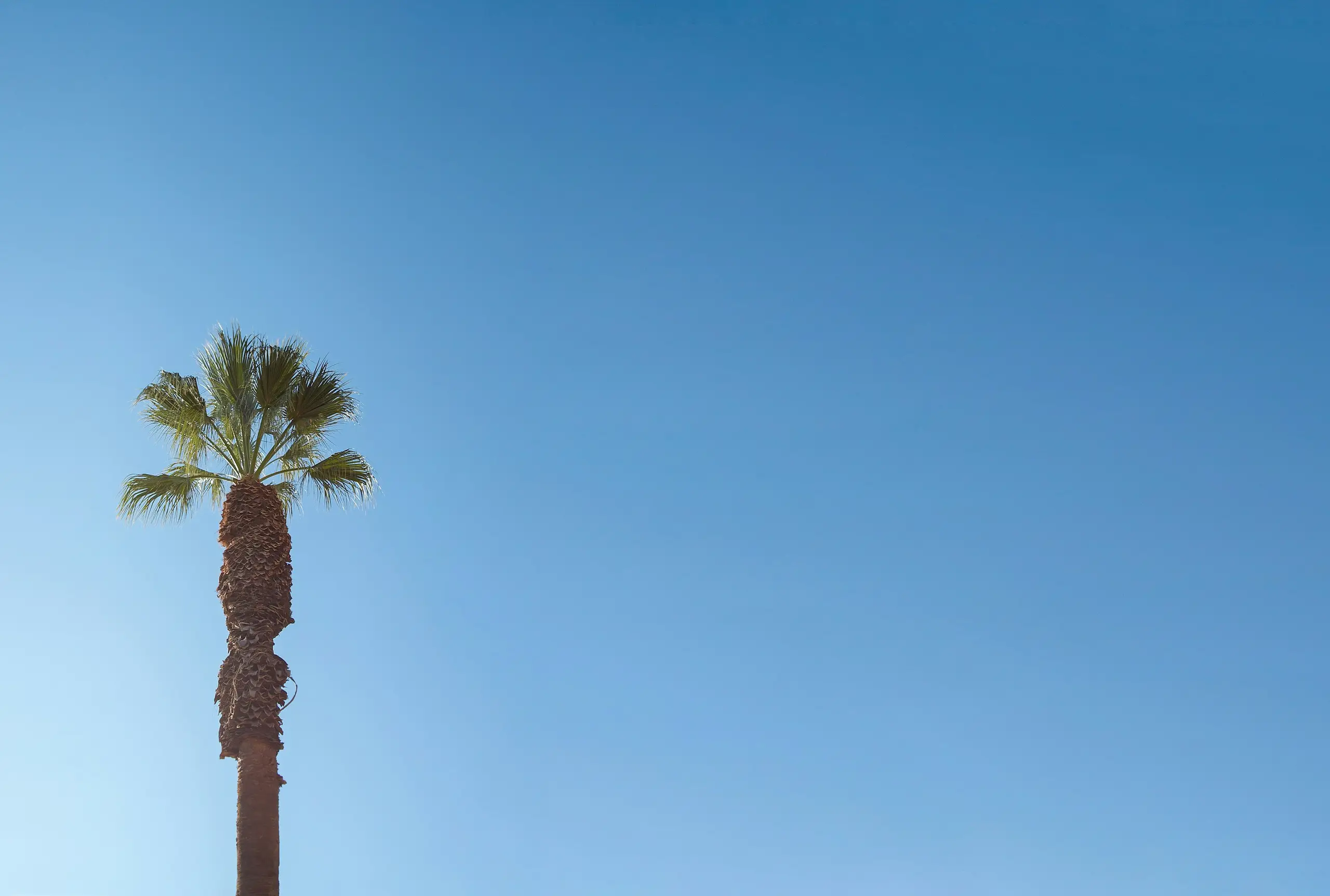 A single fan palm against a clear blue desert sky, Palm Desert, California