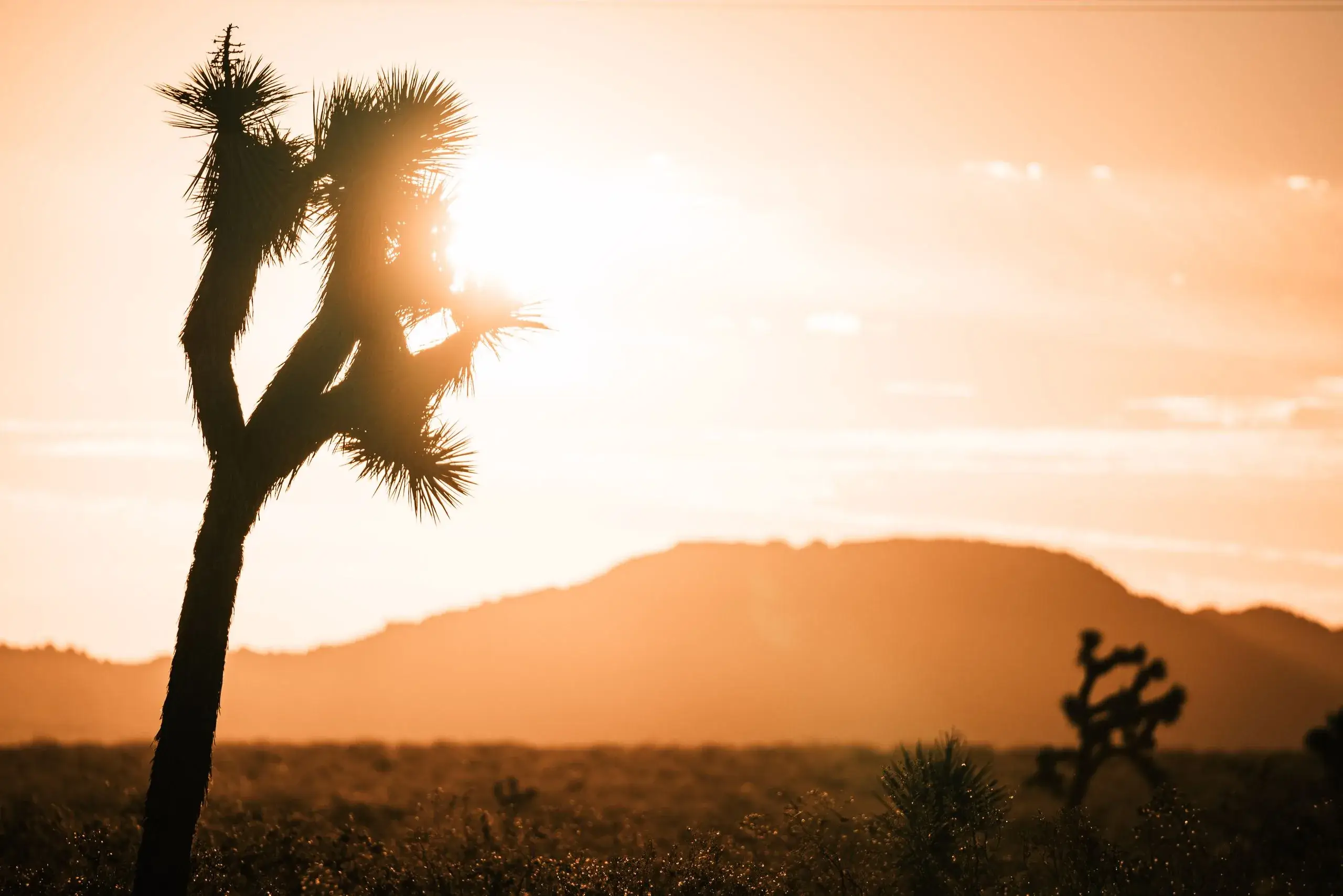 Joshua Tree National Park