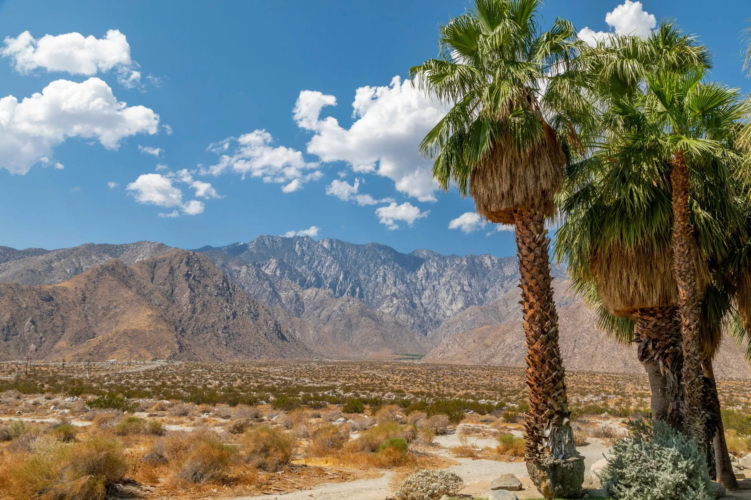Fan palms and the desert mountains around Palm Springs
