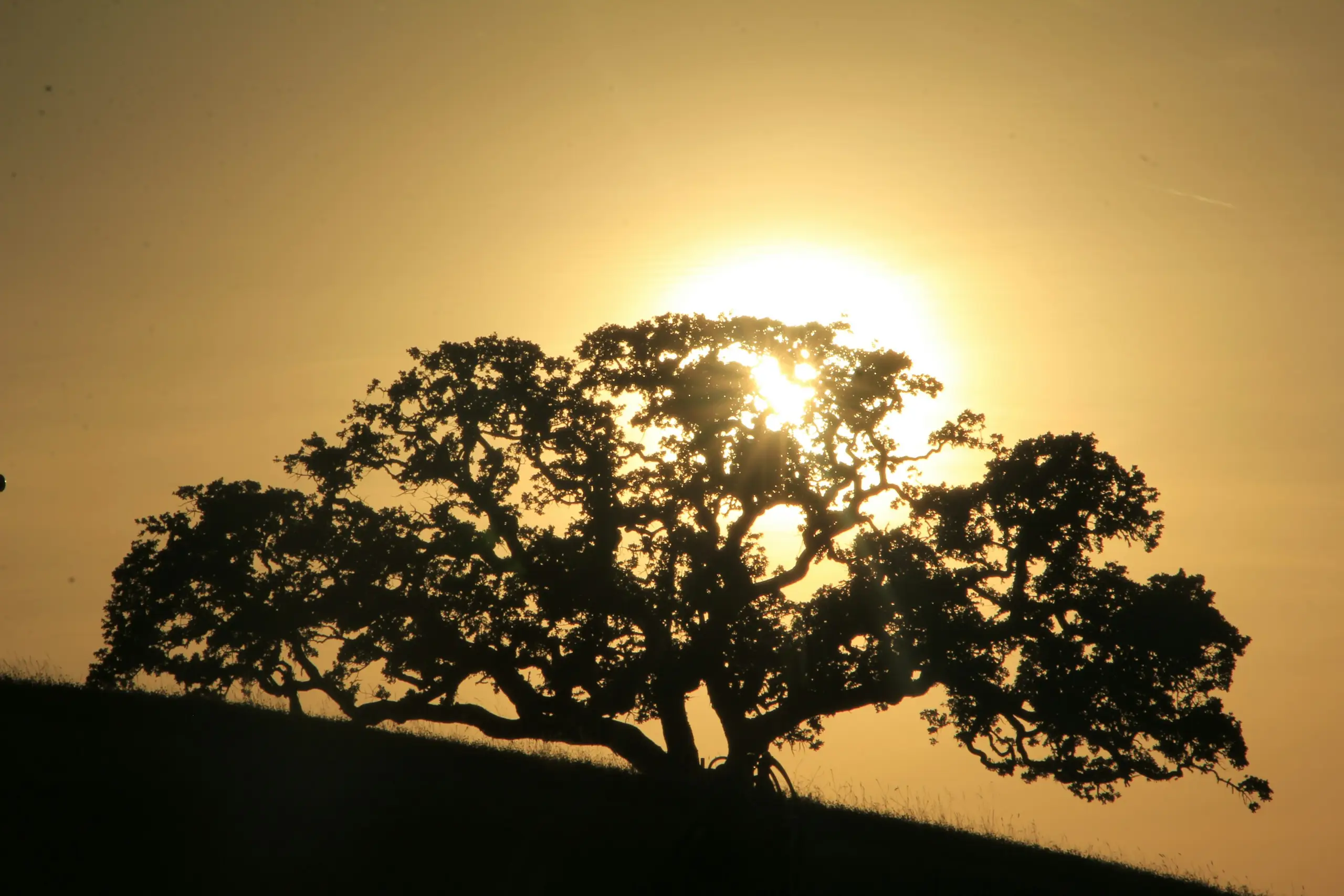 A lone oak silhouetted on a golden hillside at sunset, Paso Robles, California