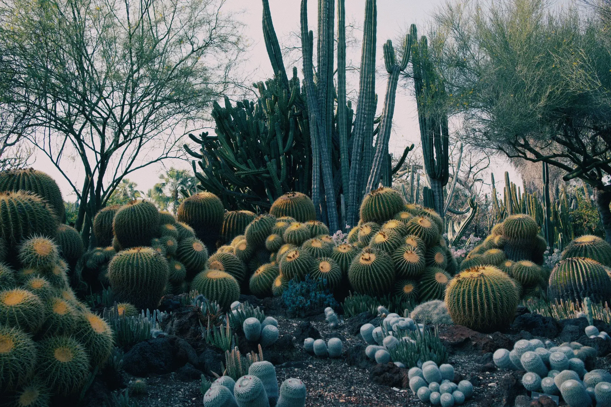 Camelback Mountain & Desert Botanical Garden