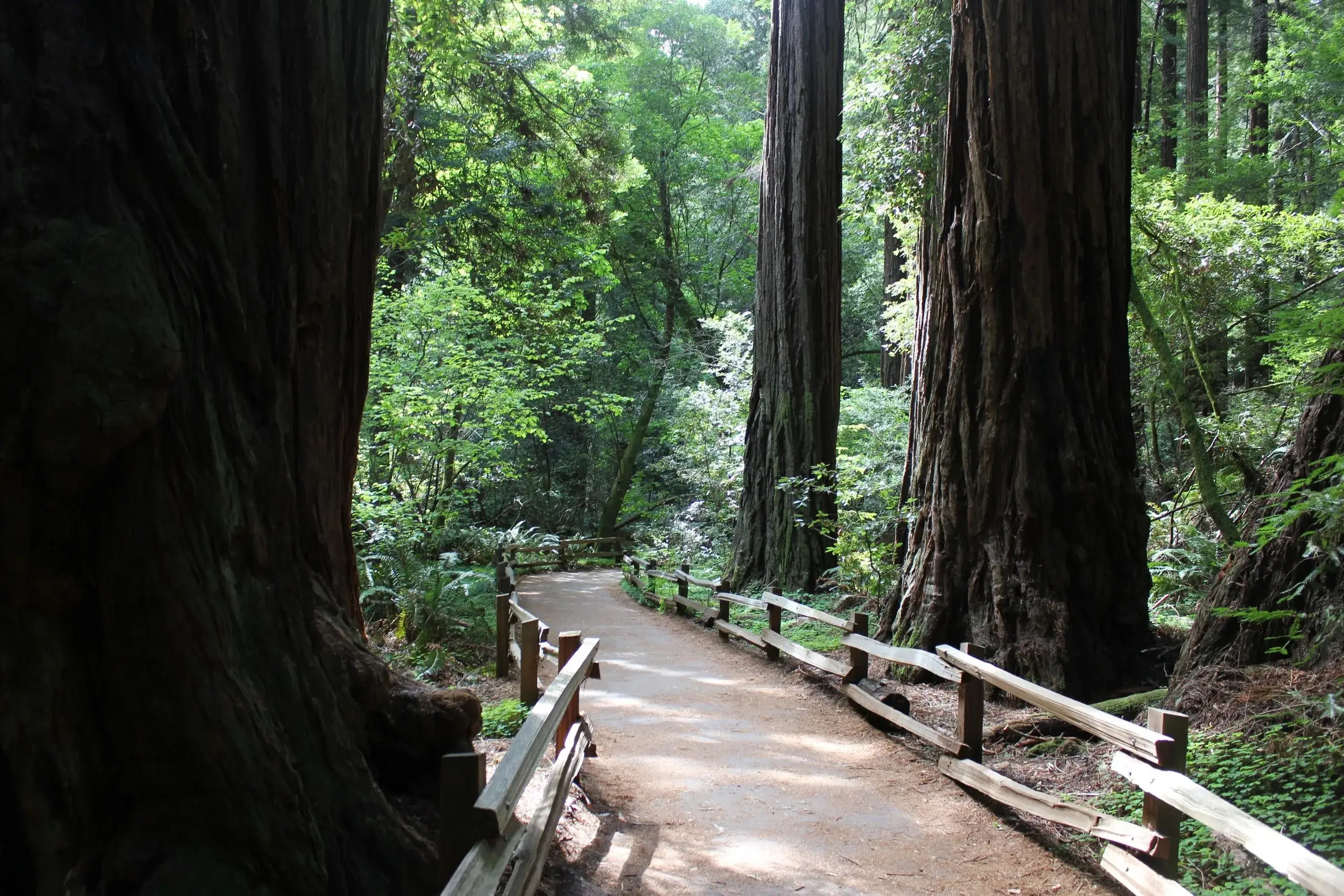Muir Woods & Sausalito