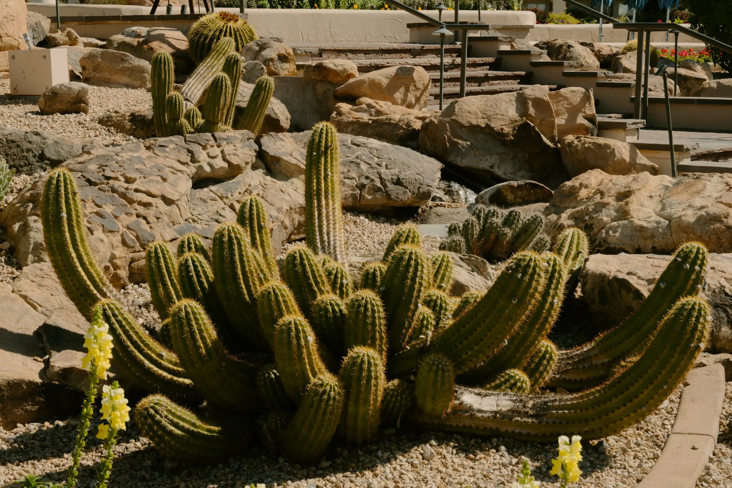 A desert garden of cacti and boulders beside resort steps, Scottsdale, Arizona