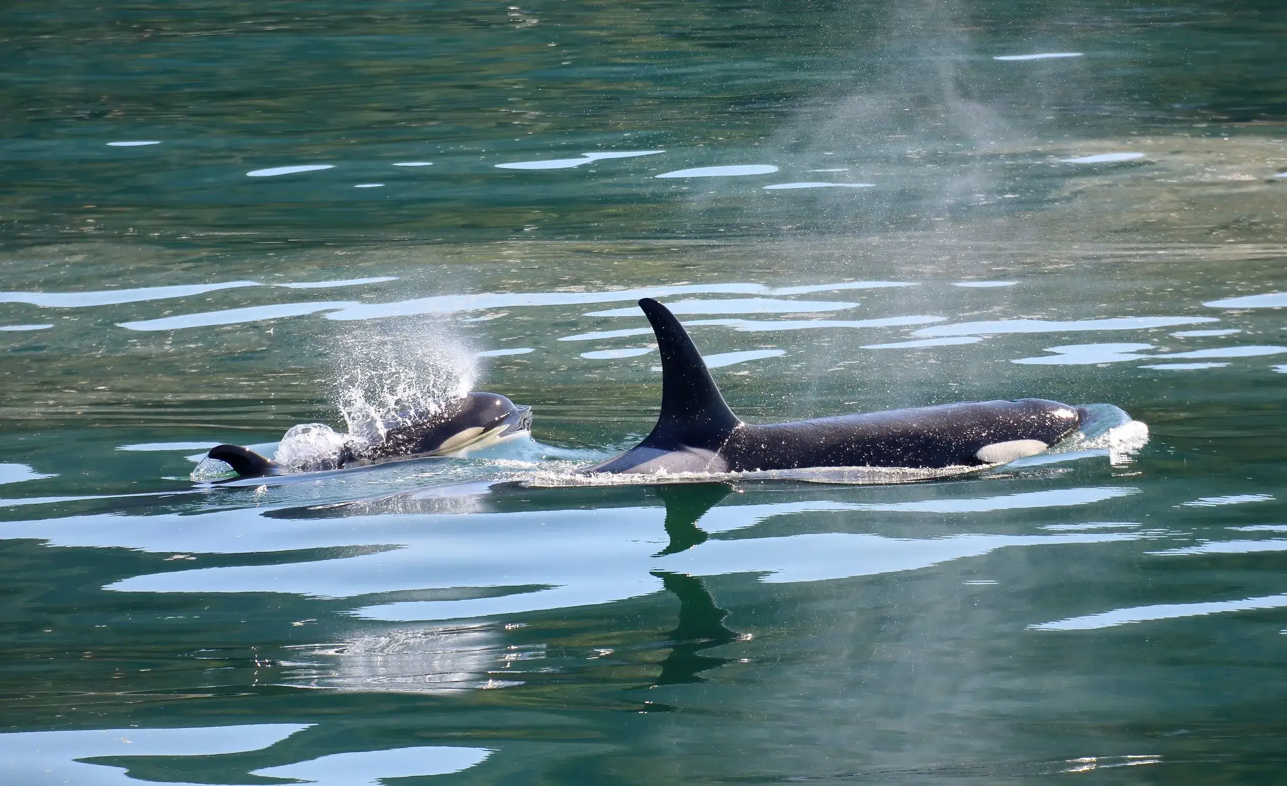 San Juan Islands Whale Watching
